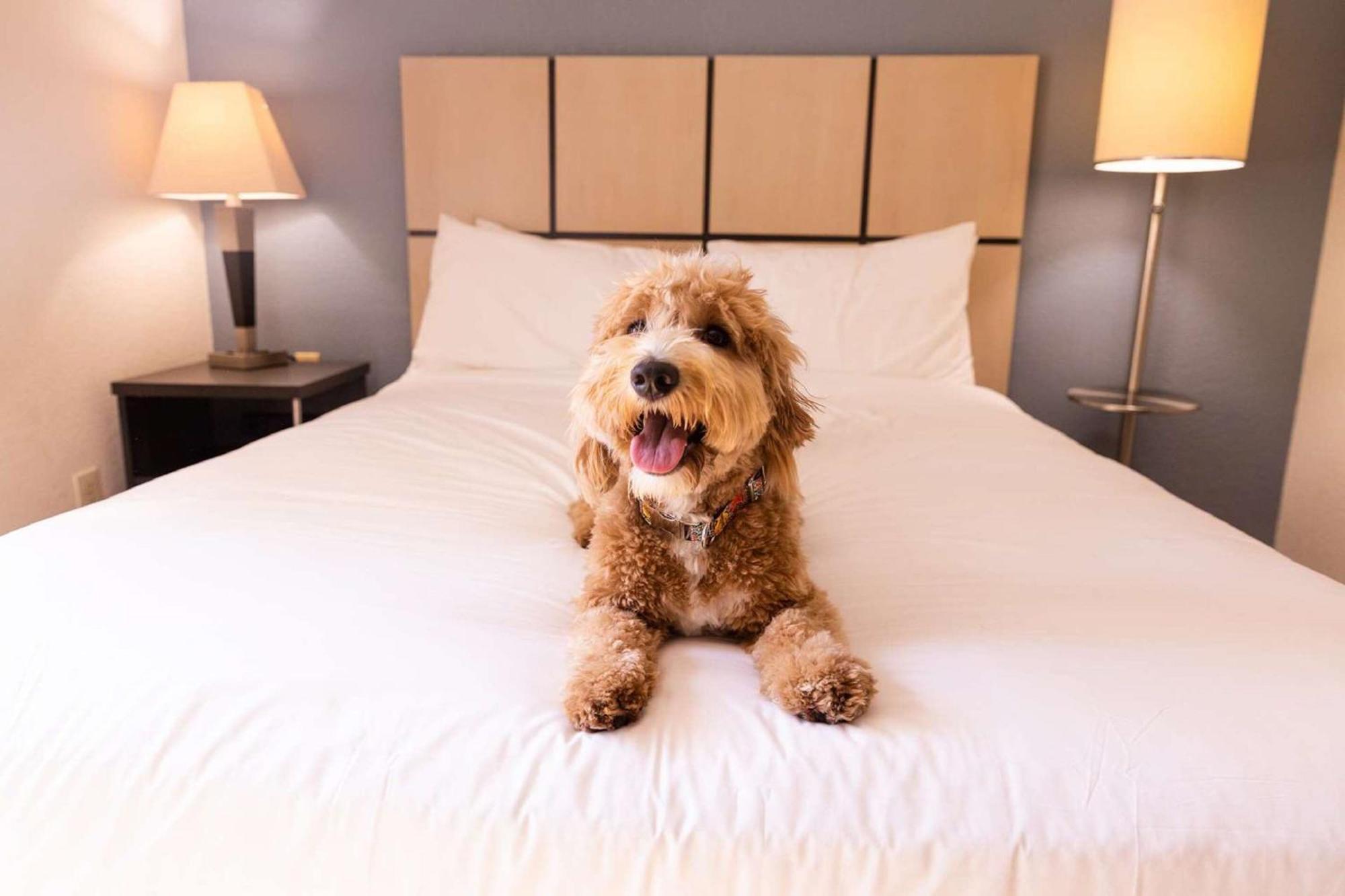 Sonesta Simply Suites Denver West Federal Center لاكيووود، لوس أنجليس، كاليفورنيا المظهر الخارجي الصورة